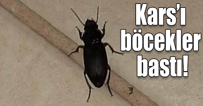 Kars’ı böcekler bastı!