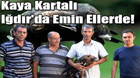 Kaya Kartalı Iğdır'da Emin Ellerde!