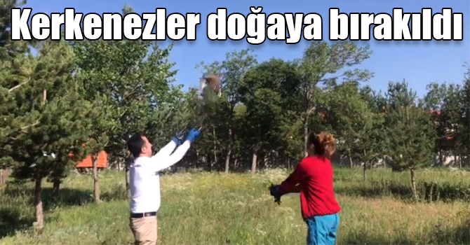 Tedavileri tamamlanan Kerkenezler doğaya bırakıldı