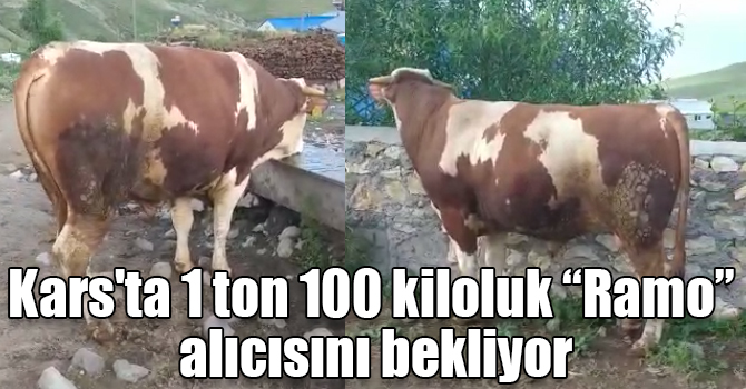 Kars'ta 1 ton 100 kiloluk “Ramo” alıcısını bekliyor