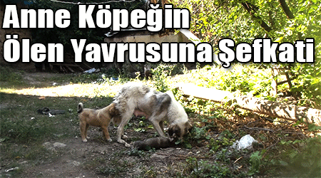 Anne Köpeğin Ölen Yavrusuna Şefkati