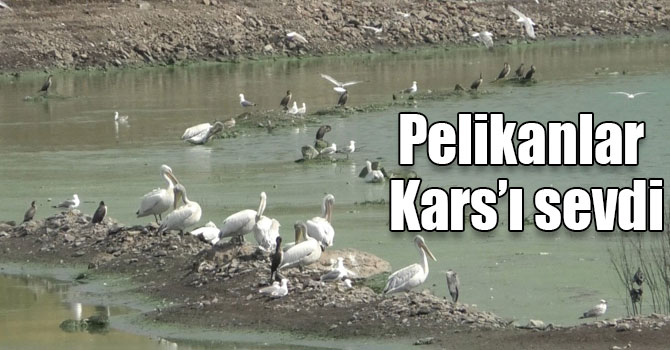 Pelikanlar Kars’ı sevdi