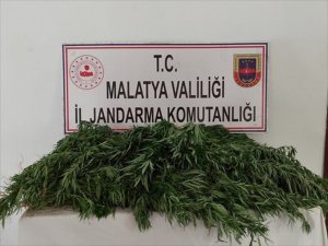 Malatya'da 2 bin 960 kök Hint keneviri ele geçirildi