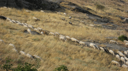 Arpaçay'da Koyun Sürüsü Kayboldu!