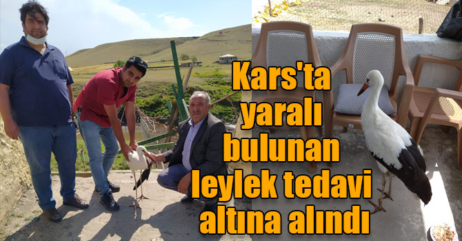 Kars'ta yaralı bulunan leylek tedavi altına alındı