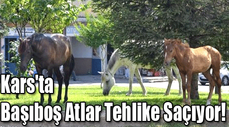 Kars'ta Başıboş Atlar Tehlike Saçıyor!