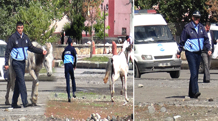 Kars Trafiğindeki Ata Zabıta Operasyonu!