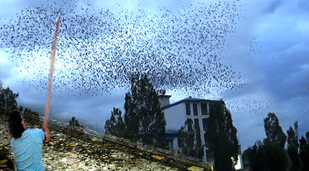 Kars'ta Fırıncının İlginç Kuş Nöbeti!