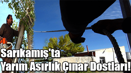 Sarıkamış'ta Yarım Asırlık Çınar Dostları!