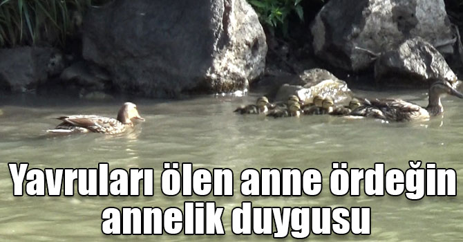 Yavruları ölen anne ördeğin annelik duygusu