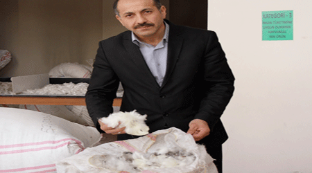 Kars’ta Kaz Tüyü Artık İhracat Ürünü!