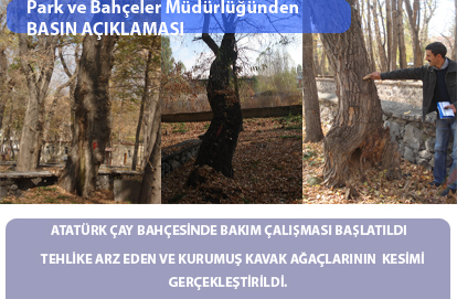 AĞAÇLAR KESİLİYOR