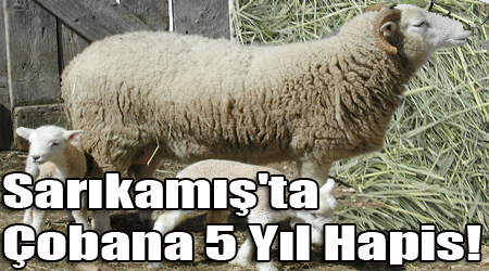 Sarıkamış'ta Çobana 5 Yıl Hapis!