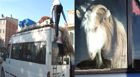 Kars'ta Kurbanlık Keçi Dikkatsizlik Kurbanı Oluyordu!