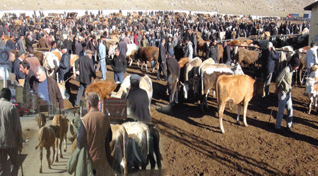 Kars’tan Giden Kurbanlık 180 Bini Aştı!