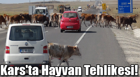 Kars'ta Hayvan Tehlikesi!
