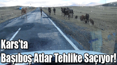 Kars'ta Başıboş Atlar Tehlike Saçıyor!