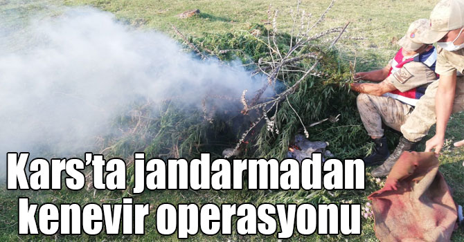 Kars’ta jandarmadan kenevir operasyonu