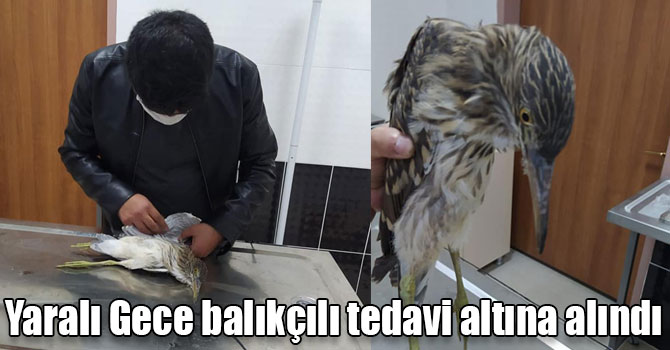 Yaralı Gece balıkçılı tedavi altına alındı