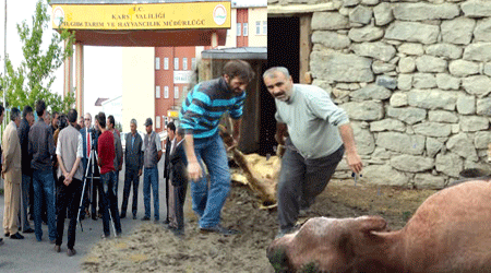 Kars'ta Geçen Yılın Sorunu Şap Hastalığı .Çabuk Unutuldu!