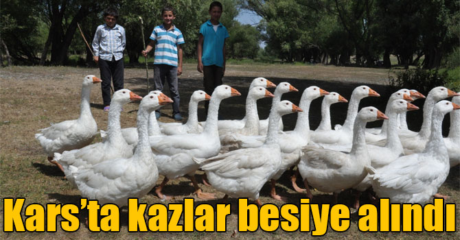 Kars’ta kazlar besiye alındı