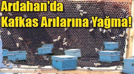 Ardahan'da Kafkas Arılarına Yağma!