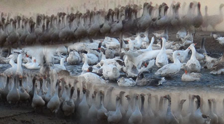 Kars'ta Kazın Önemini Anlatan Tablo!