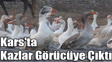 Kars'ta Kazlar Görücüye Çıktı