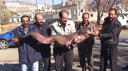 Kars'ta Dev Yayın Balığı Yakalandı!