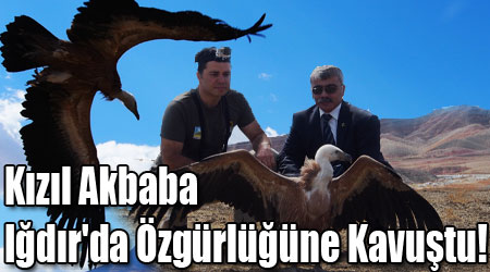 Kızıl Akbaba, Iğdır'da Özgürlüğüne Kavuştu!