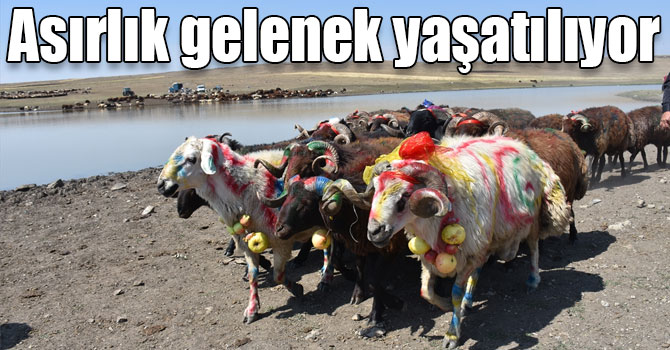 Kars'ta yaşatılan asırlık gelenek: "Çoban bayramı"