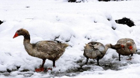 Kars'ta Kar Yağıdı, Şimdi Kaz Zamanı!