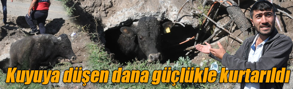 Kars’ta kuyuya düşen dana güçlükle kurtarıldı