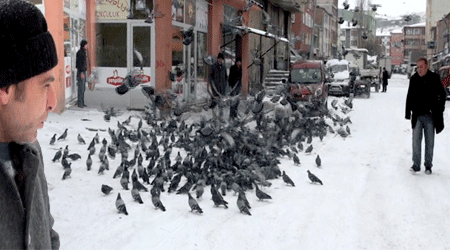 Kars'ta Esnafın Güvercin Seferberliği!