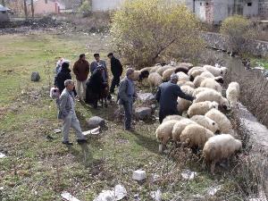 Talep küçükbaş kurbanlıklara