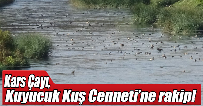 Kars Çayı, Kuyucuk Kuş Cenneti’ne rakip!