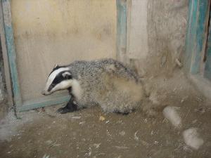 Porsuğu panda sandılar!