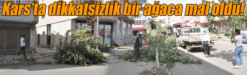 Kars’ta dikkatsizlik bir ağaca mal oldu!