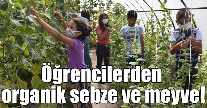 Karslı öğrenciler, okul bahçesindeki serada organik sebze ve meyve üretiyor