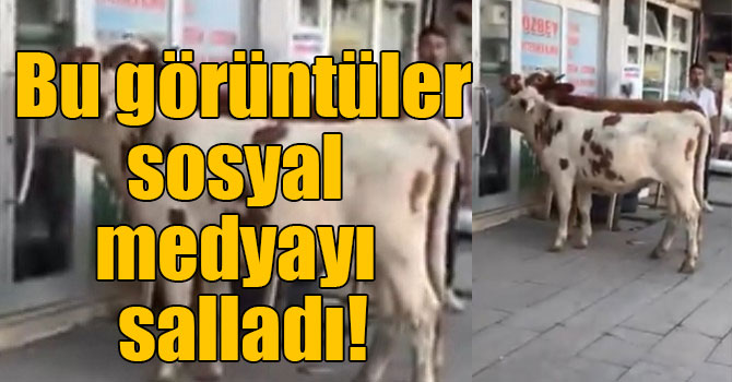 Kars’ta buzağı veterinere gitti