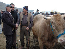İthal Et ve İthal Hayvana Karşılar!