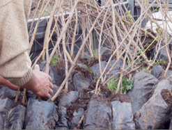 11 sanık 3 bin 920 adet fidan dikti