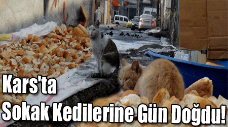 Kars'ta Sokak Kedilerine Gün Doğdu!
