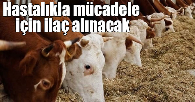 Kars’ta hastalıkla mücadele için ilaç alınacak