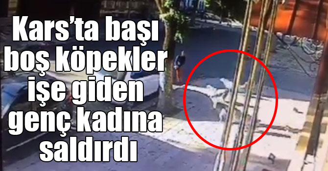 Kars’ta başı boş köpekler işe giden genç kadına saldırdı