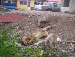 Yavru Köpek Annesinin Başından Ayrılamadı