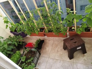 Van'da balkonlarında sebze yetiştiren vatandaşlar ödüllendirildi