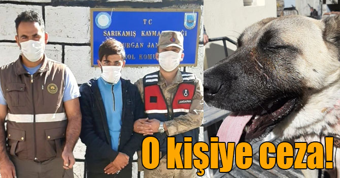 Kars'ta ayı yavrusuna köpeklerini saldırtan kişiye para cezası