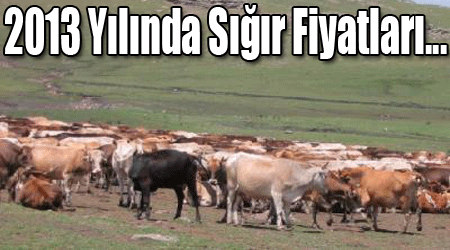 2013 Yılında Sığır Fiyatları...