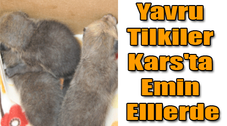 Yavru Tilkiler Kars'ta Emin Elllerde